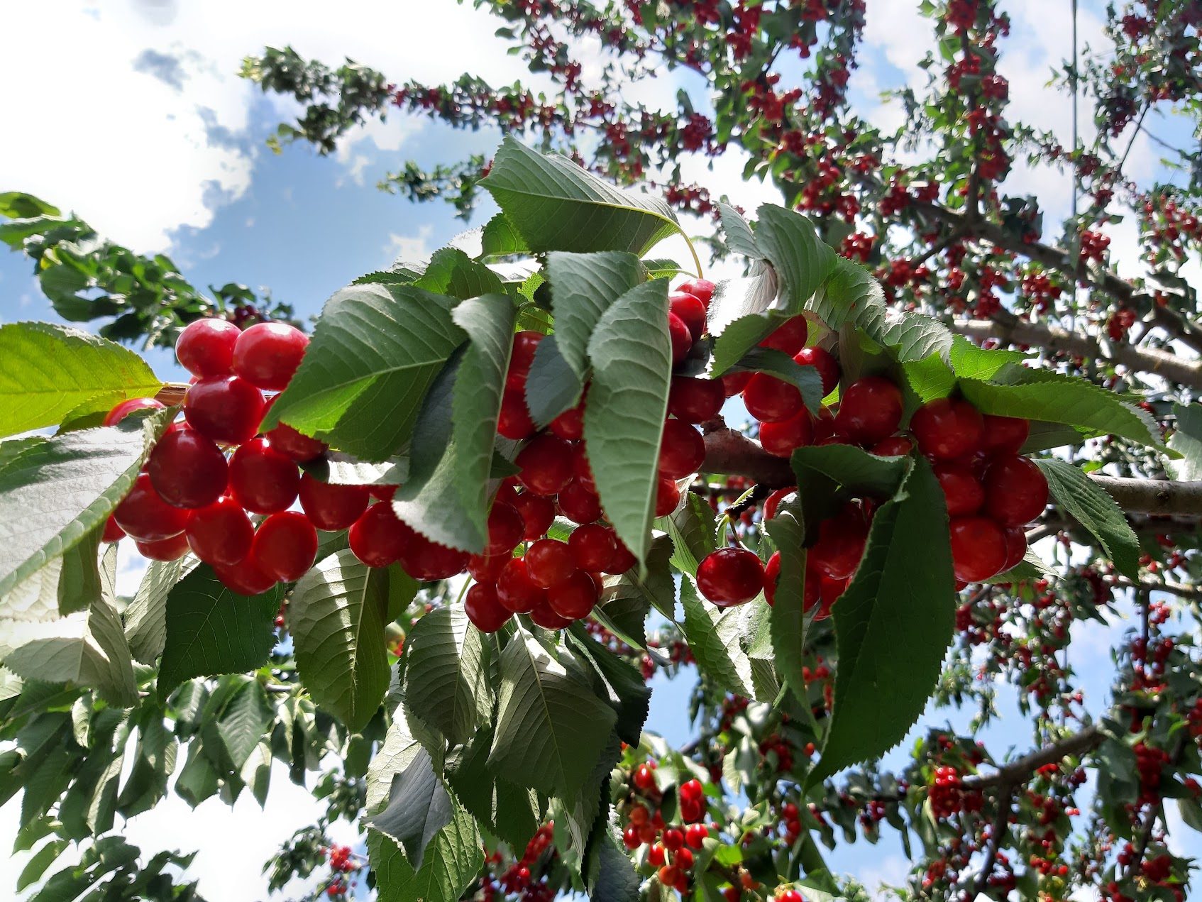 Ripe cherries on one of the century-old cherry trees