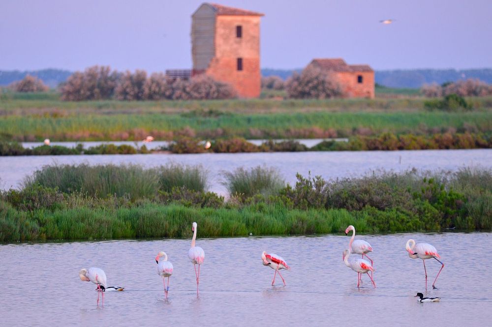 The Po Delta by boat