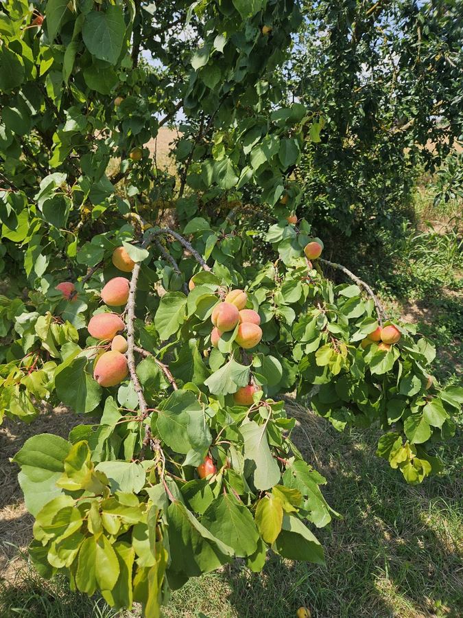 Orchard – Venetian farmhouse for sale in Polesella, Italy