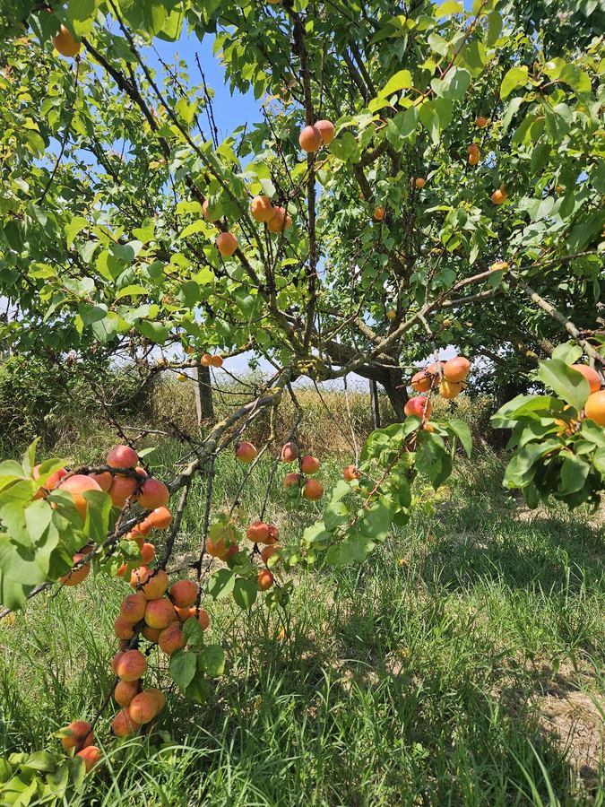 Apricots ripening in the orchard