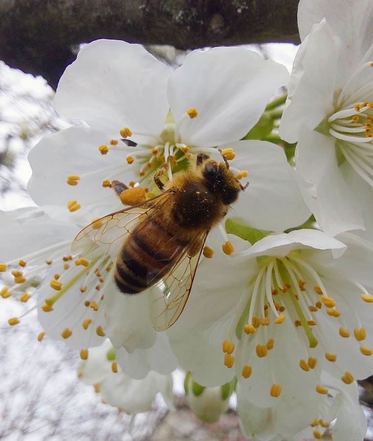 Bee on cherry blossom in spring