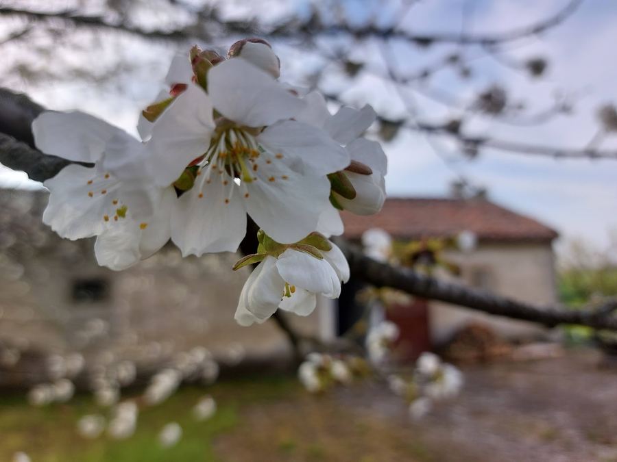 Flowers – Venetian farmhouse for sale in Polesella, Italy