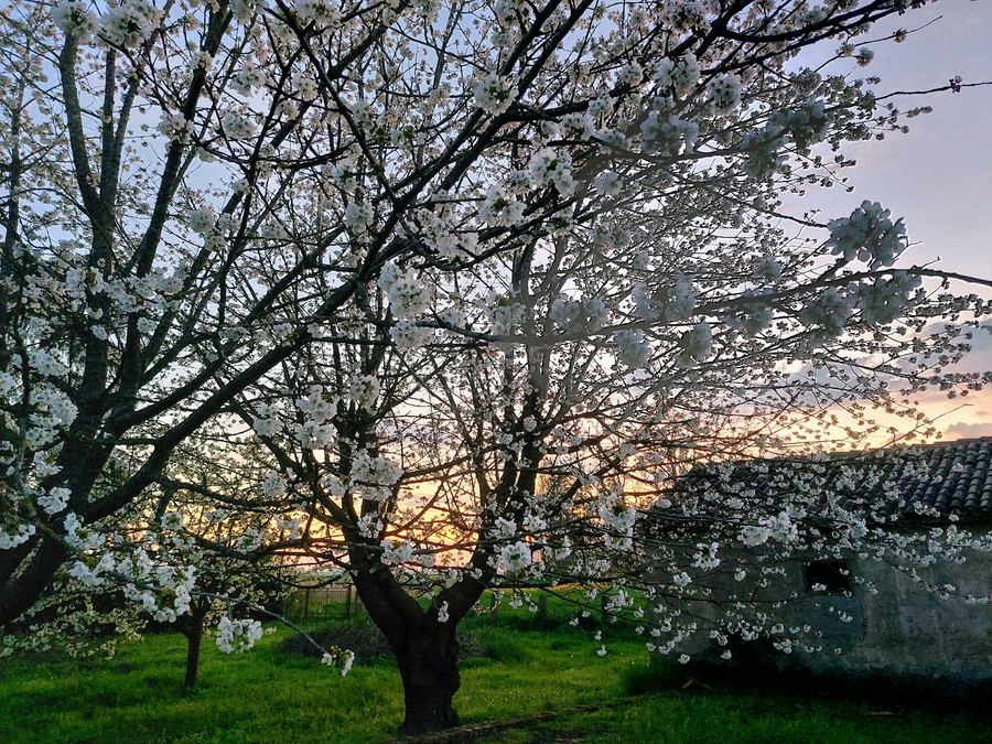 Orchard – Venetian farmhouse for sale in Polesella, Italy