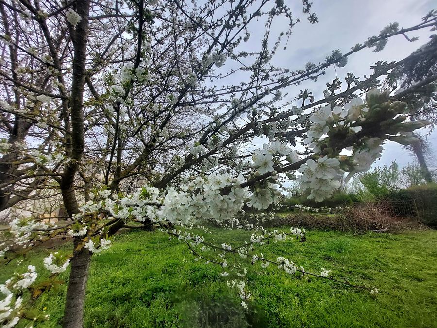 Flowers – Venetian farmhouse for sale in Polesella, Italy