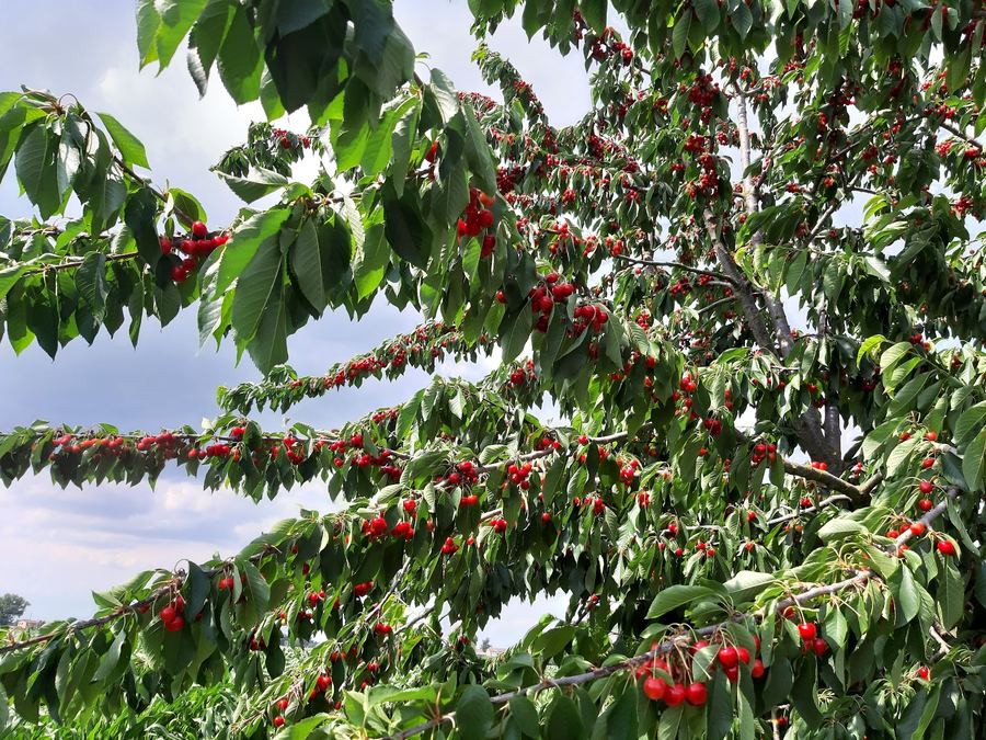Orchard – Venetian farmhouse for sale in Polesella, Italy