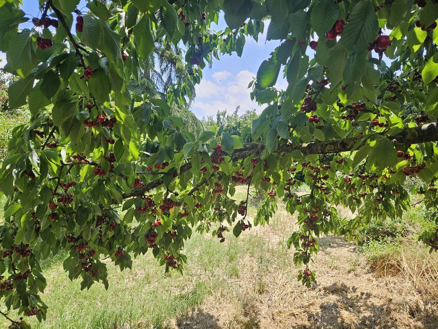 Orchard – Venetian farmhouse for sale in Polesella, Italy