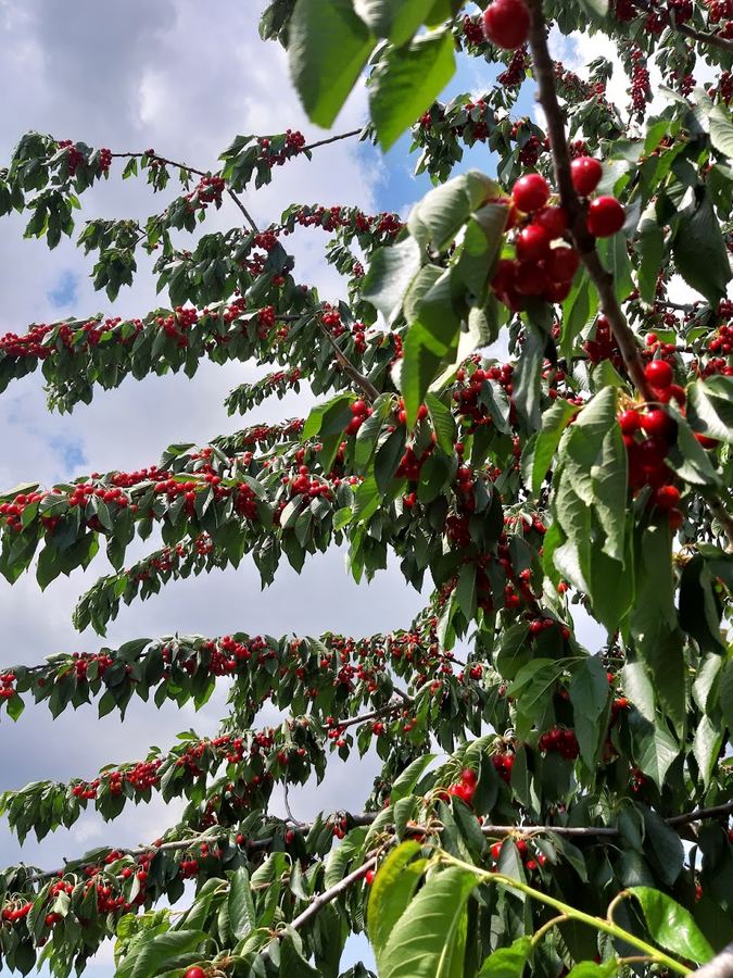 Orchard – Venetian farmhouse for sale in Polesella, Italy