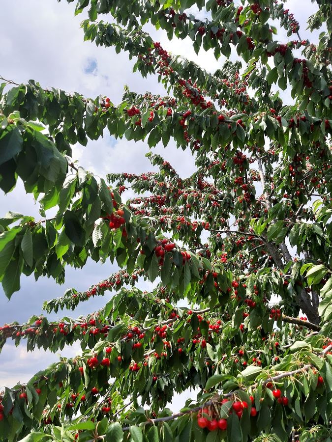 Cherry tree branches loaded with fruit in June