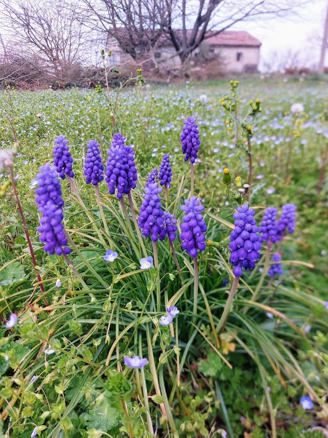 Spring flowers in the garden