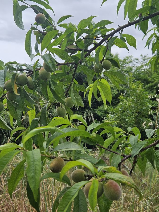 Orchard – Venetian farmhouse for sale in Polesella, Italy
