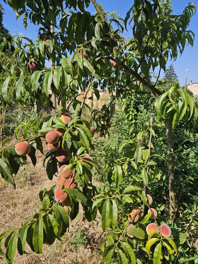 Peach tree in the orchard