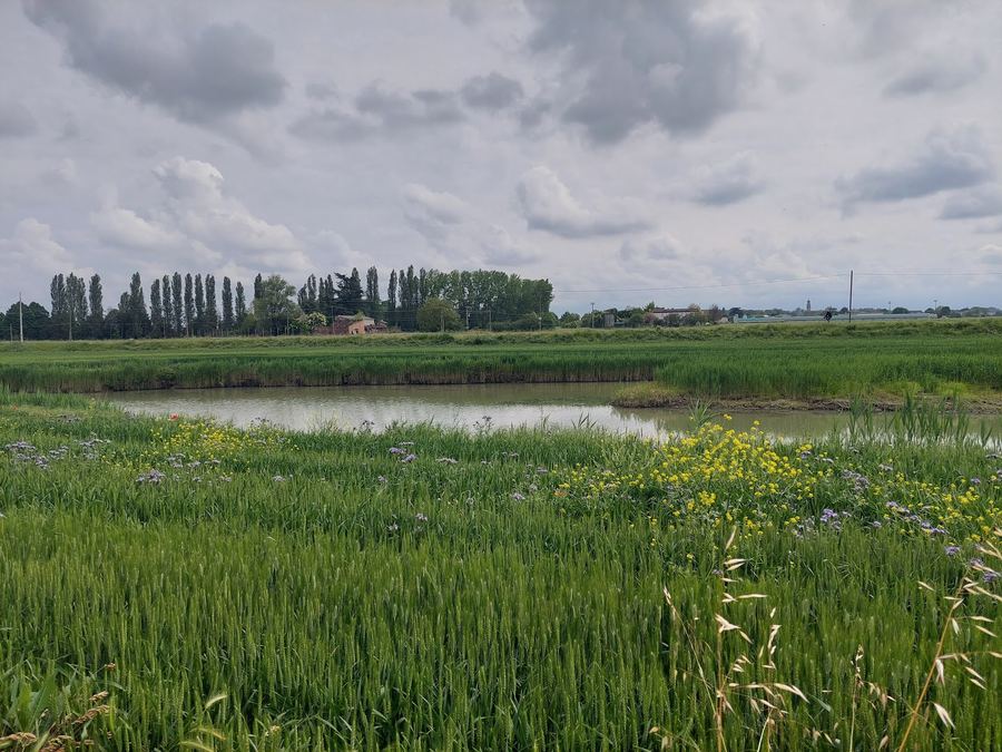 Nature – Venetian farmhouse for sale in Polesella, Italy